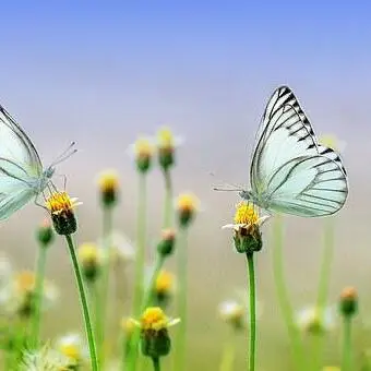 nature images hd for whatsapp dp nature images hd for whatsapp dp